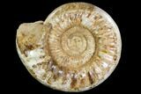 Ammonite (Kranosphinctites?) From Madagascar - Jurassic #108718-1